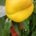 沂蒙油蟠桃7-7大量上市