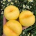 沂蒙油蟠桃7-7大量上市