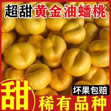 沂蒙油蟠桃7-7大量上市