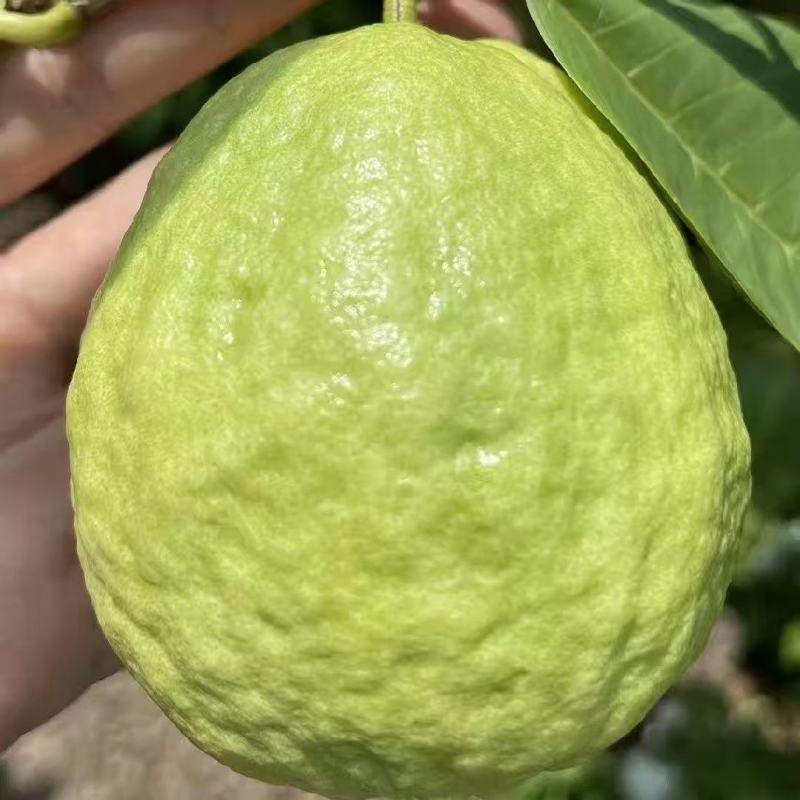 白心芭乐精品货，一件代发价格**