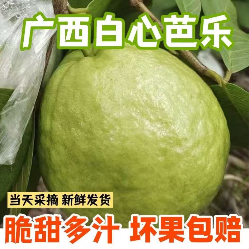 白心芭乐精品货，一件代发价格**