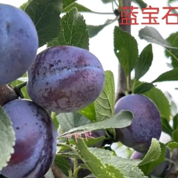 蓝宝石西梅