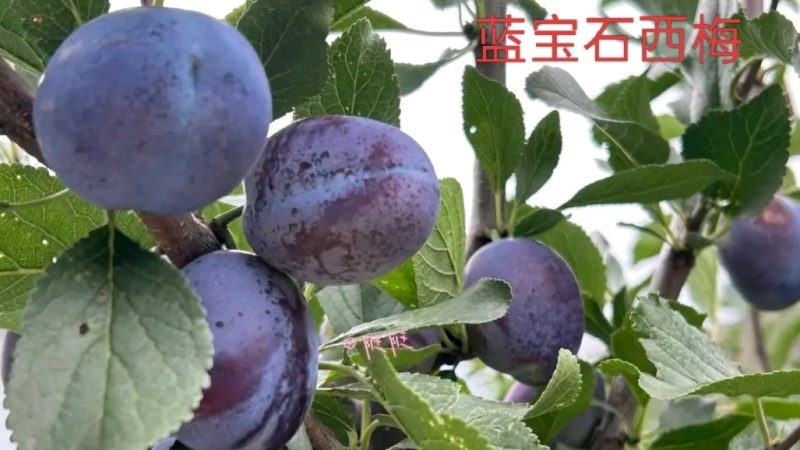蓝宝石西梅