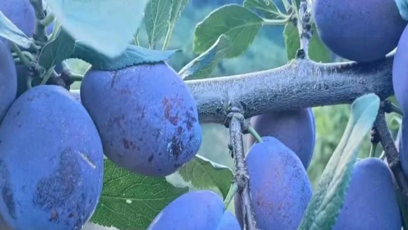 蓝宝石西梅
