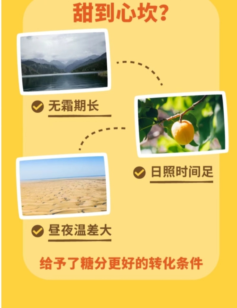 蓝宝石西梅