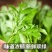 新鲜食用艾草叶田间现摘正宗艾草叶
