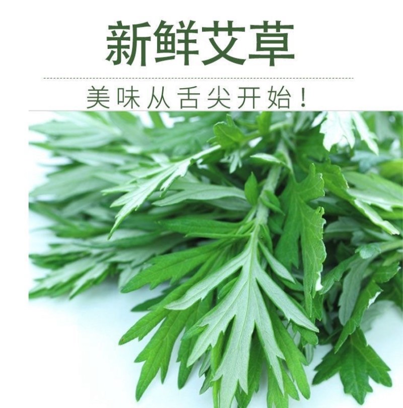 新鲜食用艾草叶田间现摘正宗艾草叶