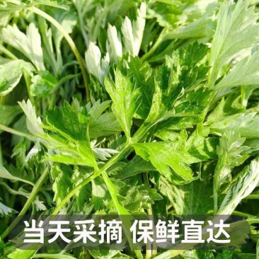 新鲜食用艾草叶田间现摘正宗艾草叶