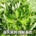 新鲜食用艾草叶田间现摘正宗艾草叶