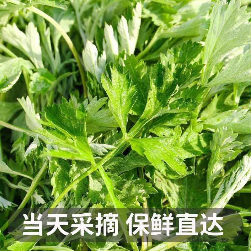 新鲜食用艾草叶田间现摘正宗艾草叶