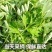 新鲜食用艾草叶田间现摘正宗艾草叶
