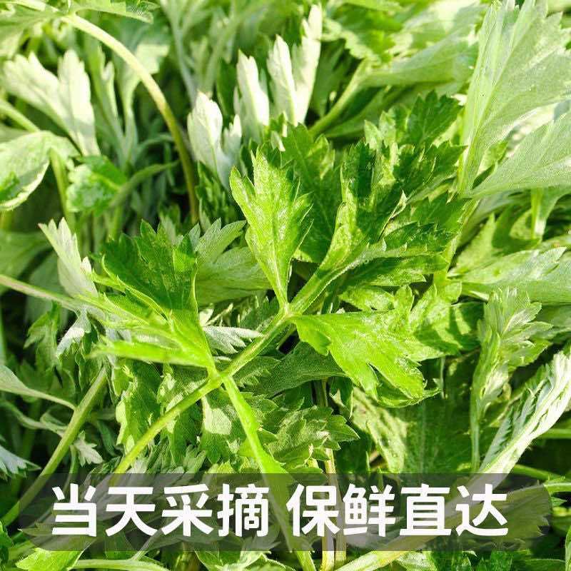 新鲜食用艾草叶田间现摘正宗艾草叶