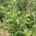新鲜食用艾草叶田间现摘正宗艾草叶