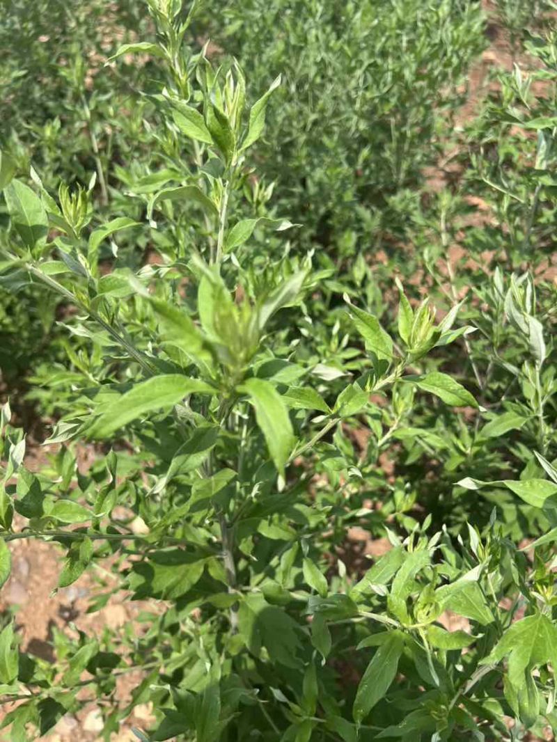 新鲜食用艾草叶田间现摘正宗艾草叶