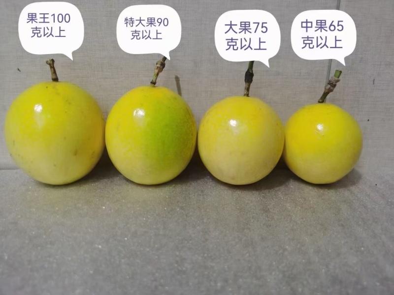 高山甜甜的黄金果，***任何防腐剂，非常的好吃