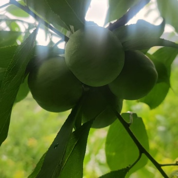茂汶青脆脱骨李