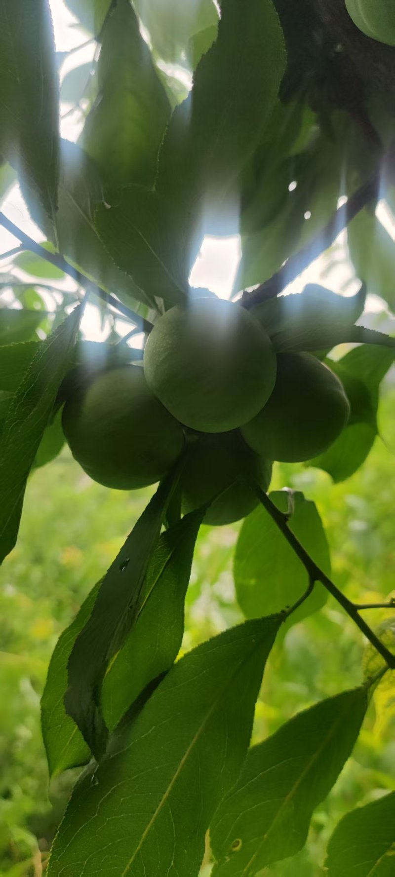 茂汶青脆脱骨李