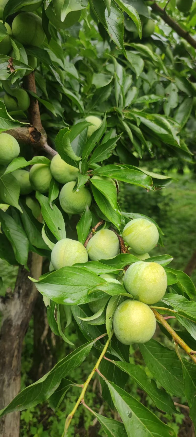 茂汶青脆脱骨李