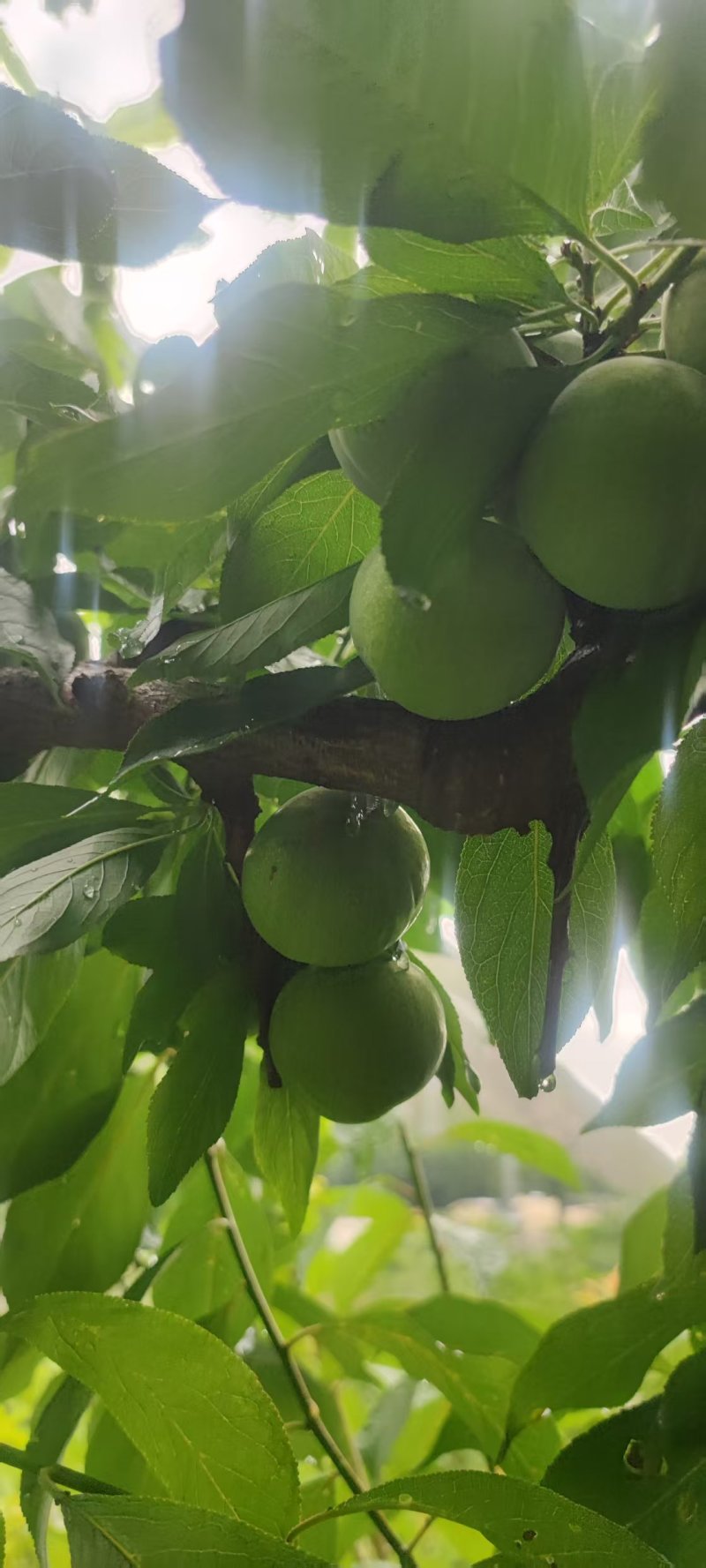 茂汶青脆脱骨李