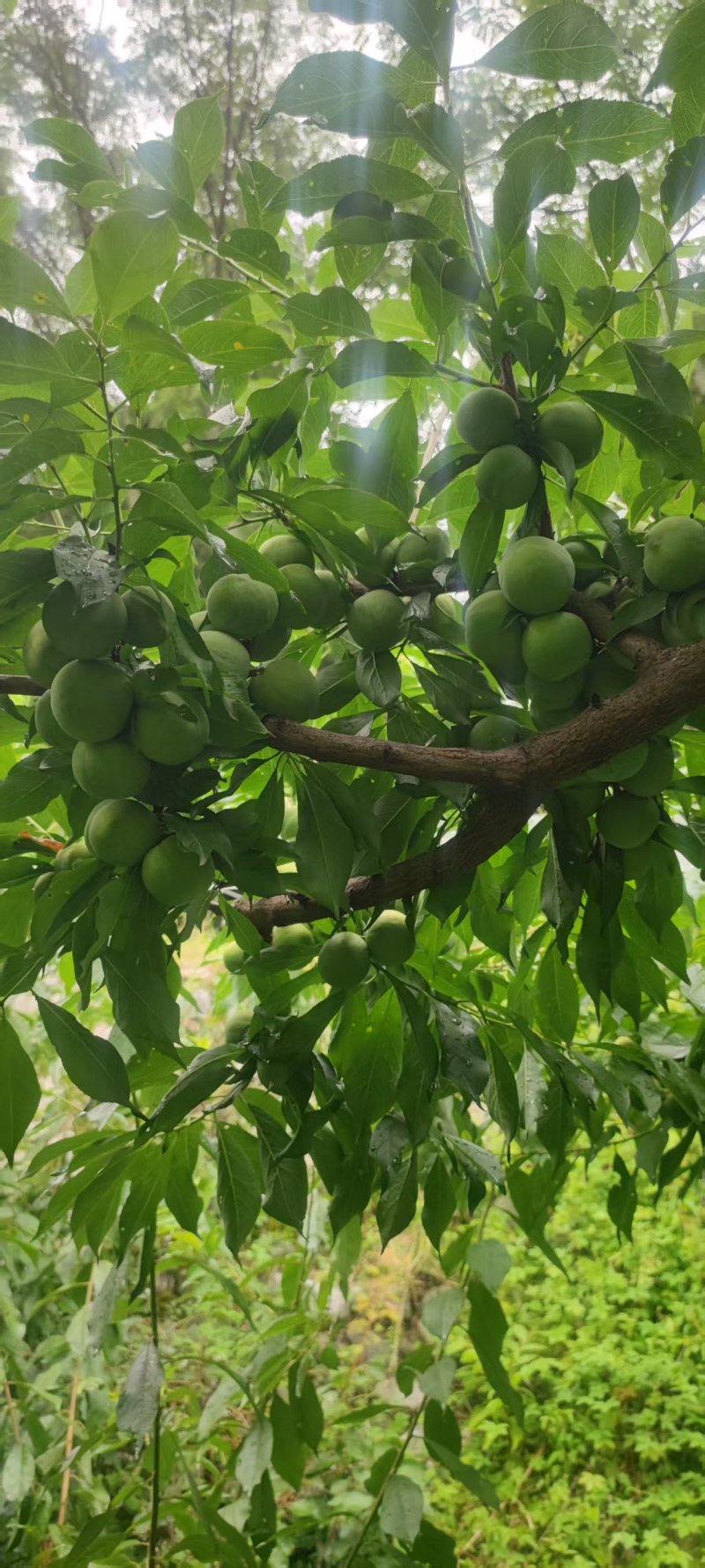 茂汶青脆脱骨李