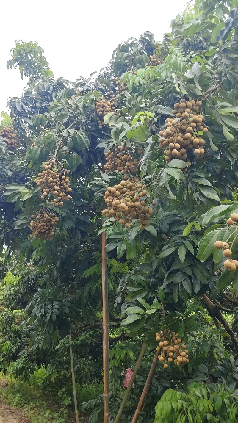 广东龙眼