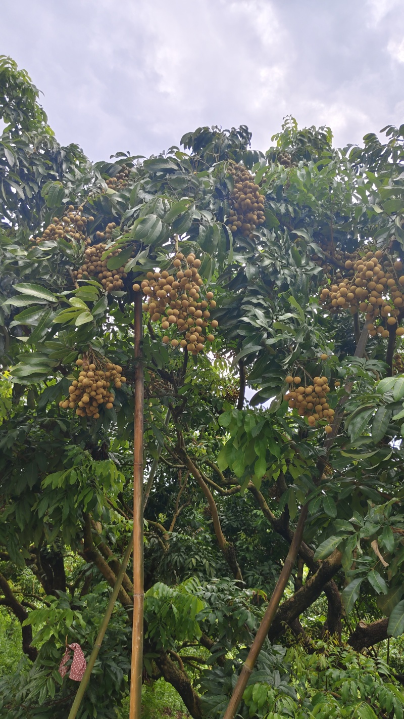 广东龙眼