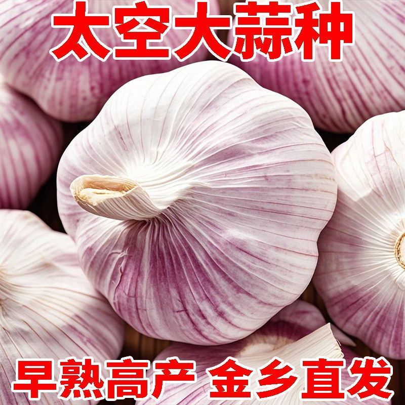 太空大蒜早熟蒜种紫皮大蒜可种植