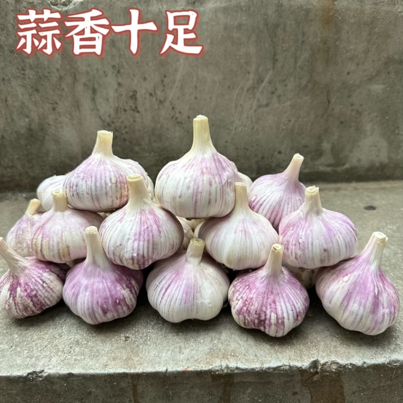 太空大蒜早熟蒜种紫皮大蒜可种植