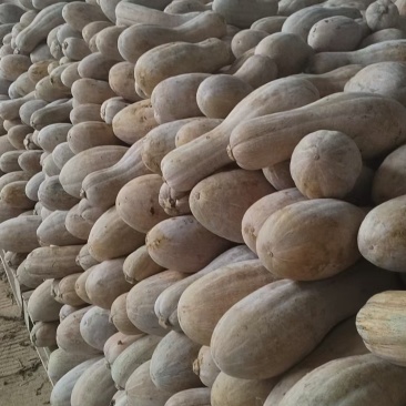食堂南瓜，实价