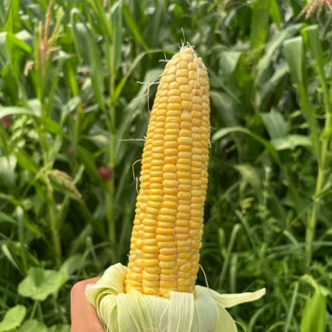 农科玉鲜食有机玉米紫糯白糯黄糯3个品种1万斤