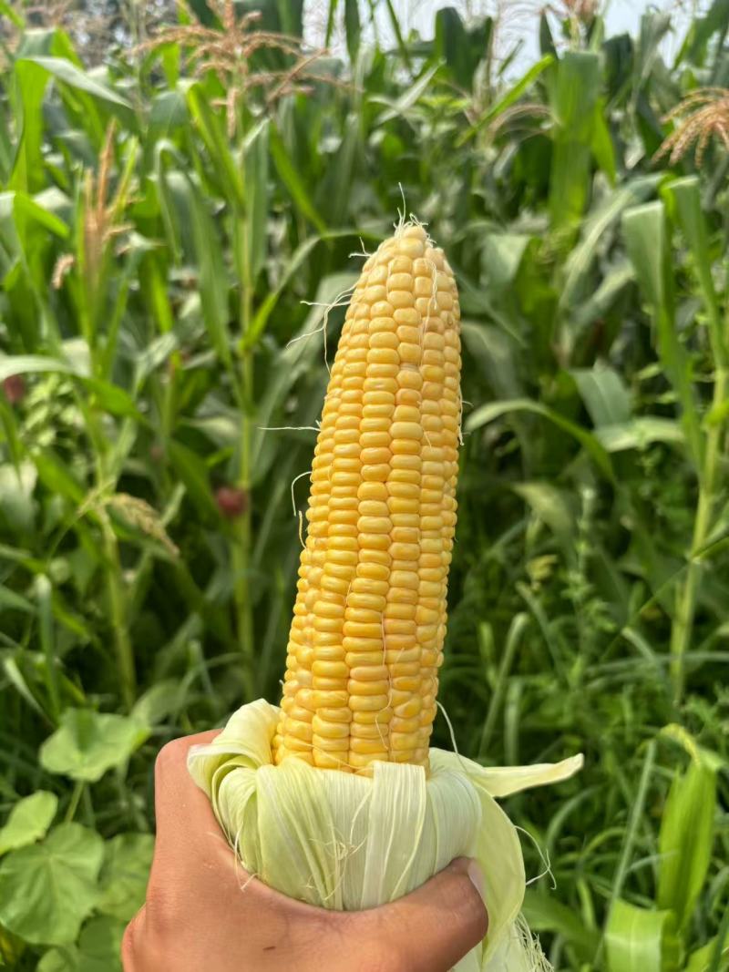农科玉鲜食有机玉米紫糯白糯黄糯3个品种1万斤