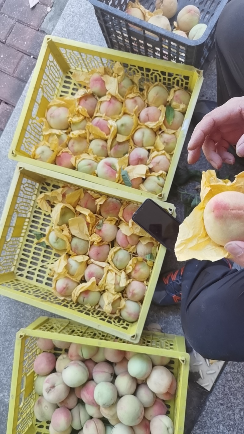 阳山水蜜桃