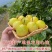 黄金百香果