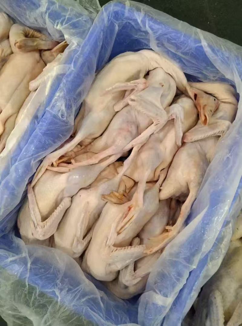 老麻鸭各种规格齐全质量保证全国直发质量保证有货