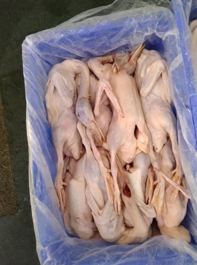 老麻鸭各种规格齐全质量保证全国直发质量保证有货