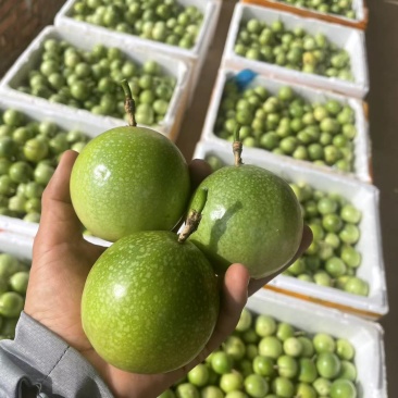 百香果，中到大果以上