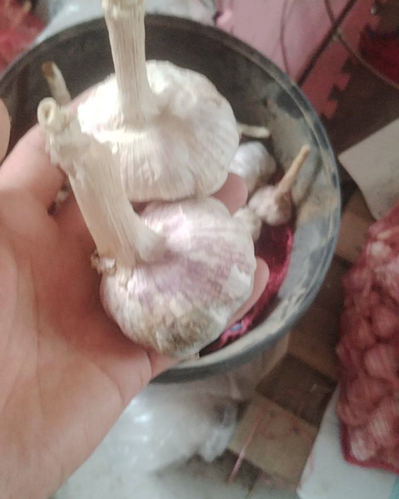 山东大蒜