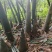 麻竹笋带壳鲜笋