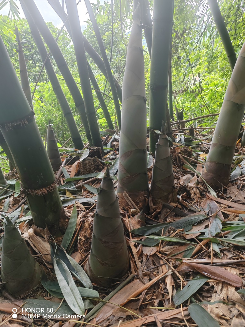 麻竹笋带壳鲜笋