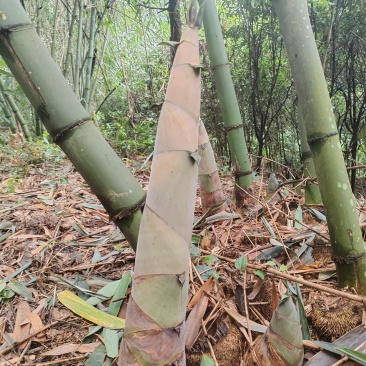 麻竹笋带壳鲜笋