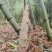 麻竹笋带壳鲜笋