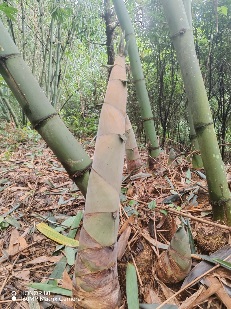 麻竹笋带壳鲜笋