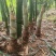 麻竹笋带壳鲜笋