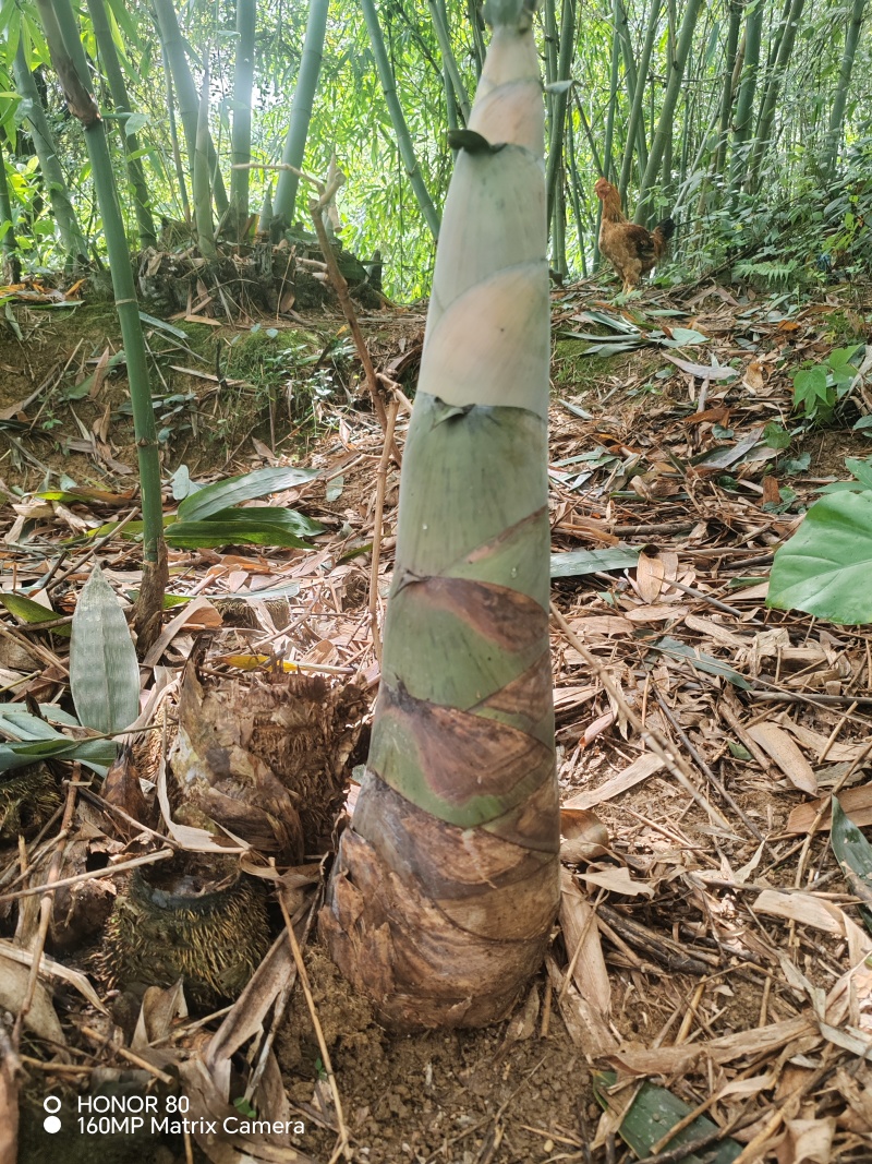 麻竹笋带壳鲜笋