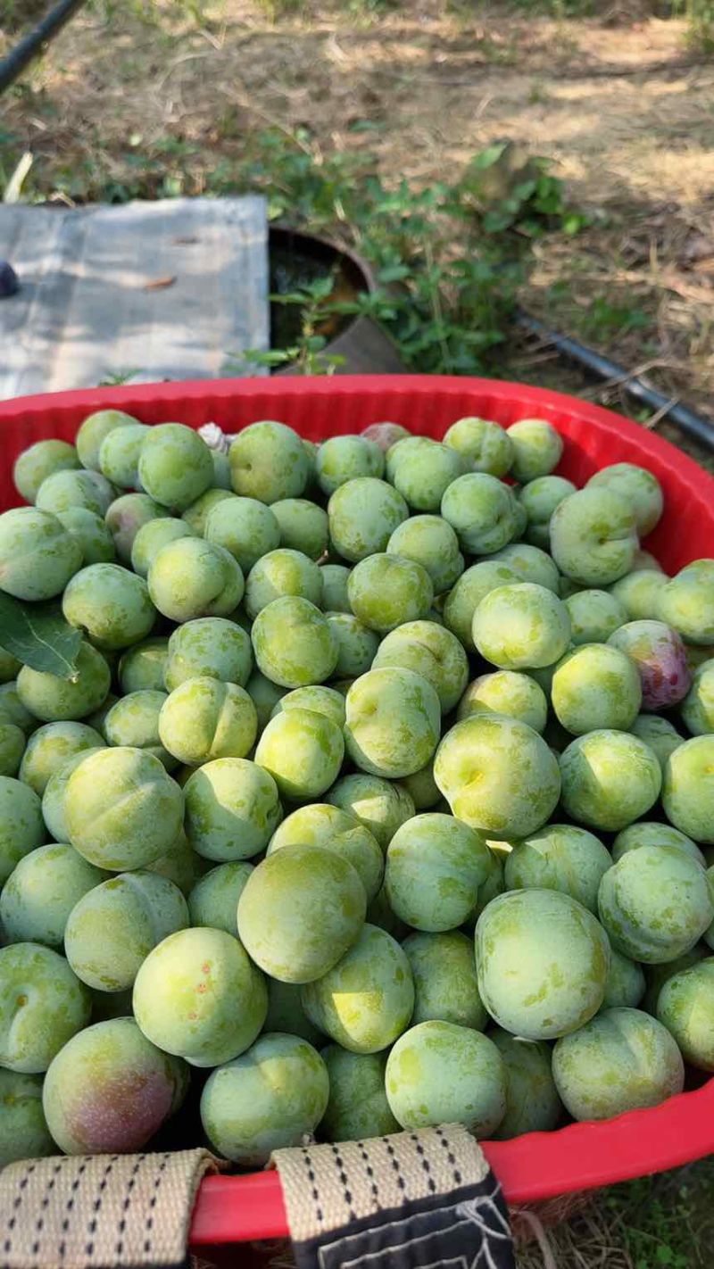 大中小果