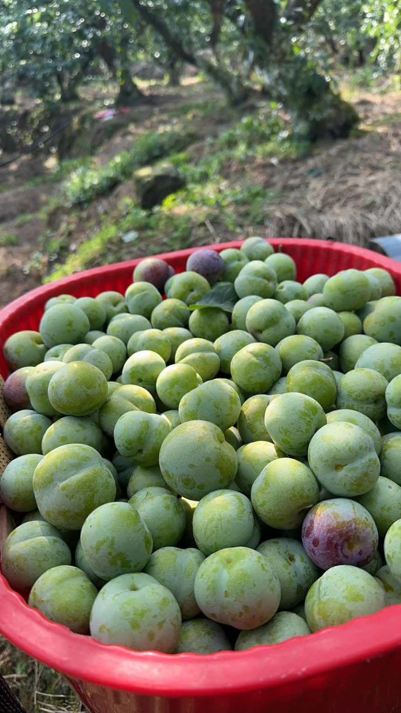 大中小果
