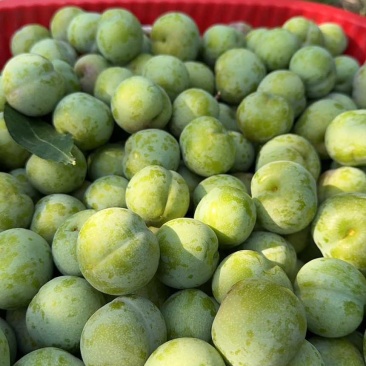 大中小果