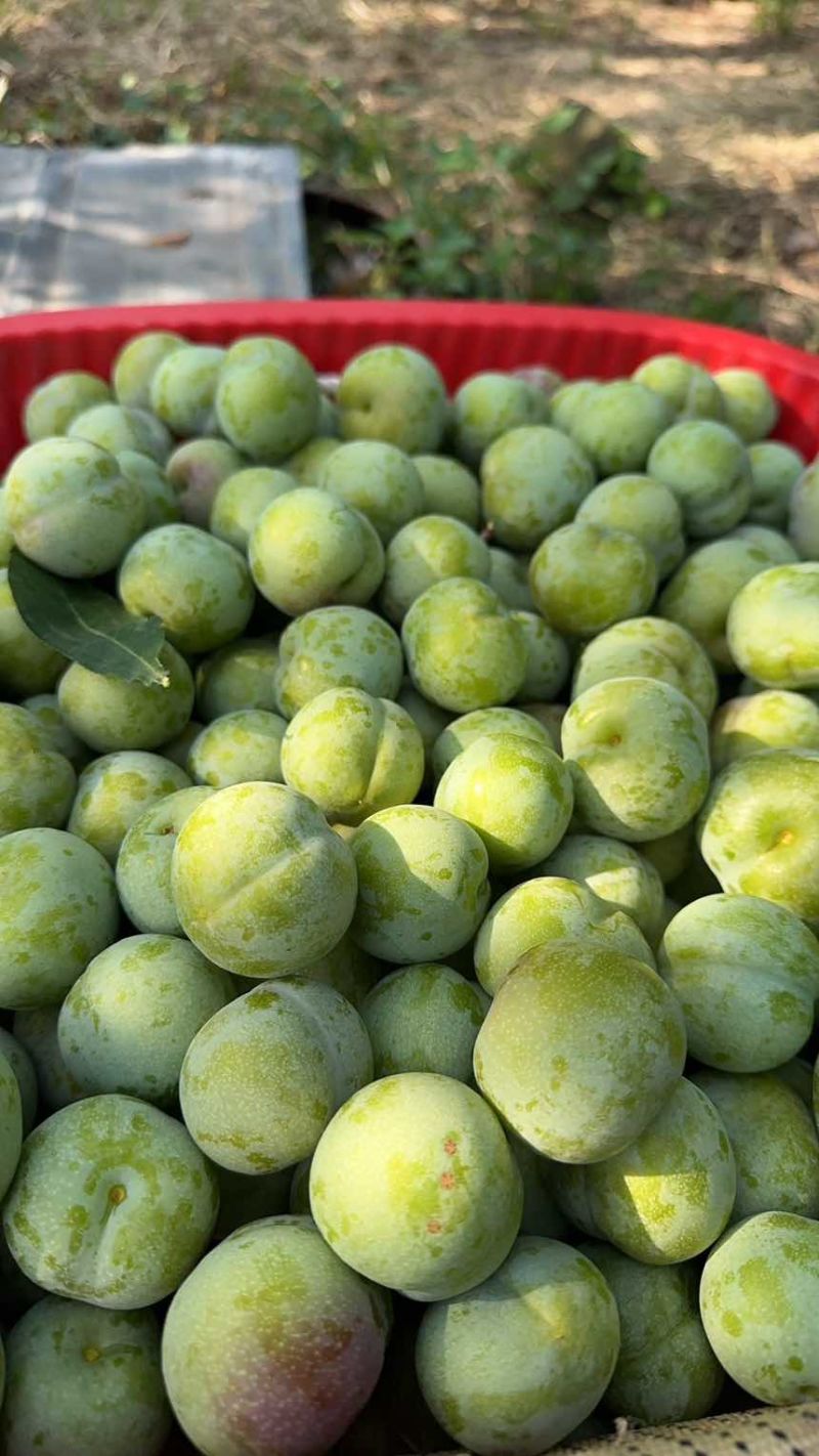 大中小果