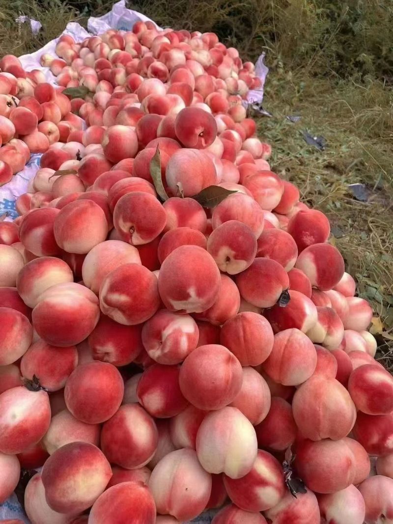 秦安蜜桃