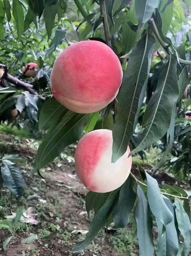 秦安蜜桃